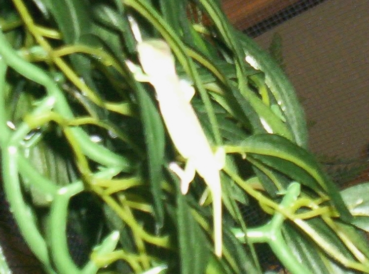 albino cham