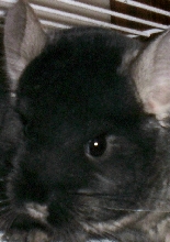 Chinchilla