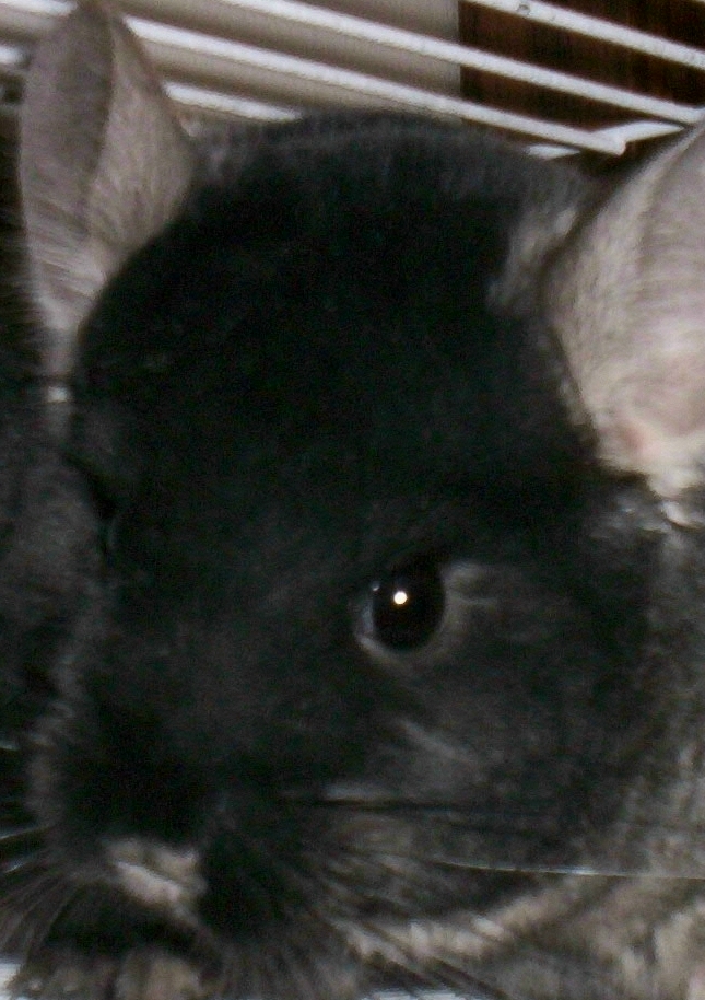 Chinchilla