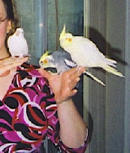 3 Birdies