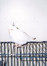 Albino-Desari