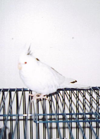 Albino-Desari