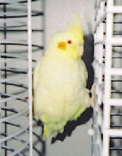 Lutino Cockatiel