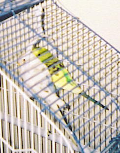 Budgies