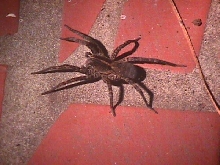 Big Spider