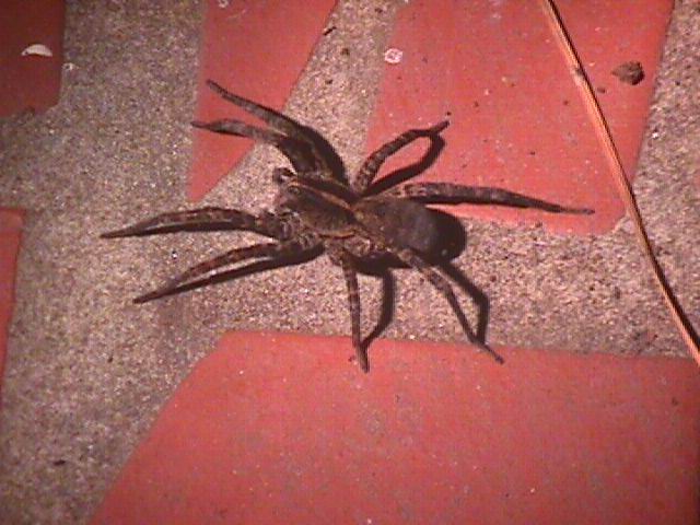 Big Spider