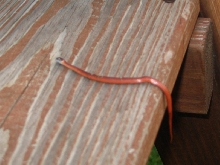 Can you identify?