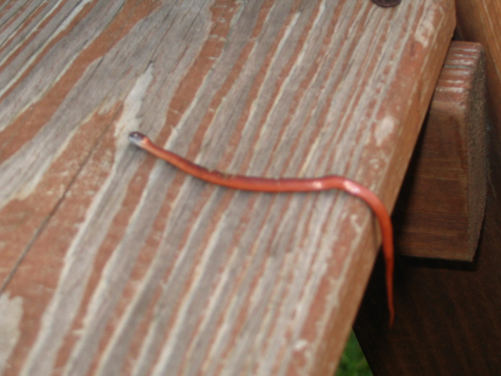Can you identify?