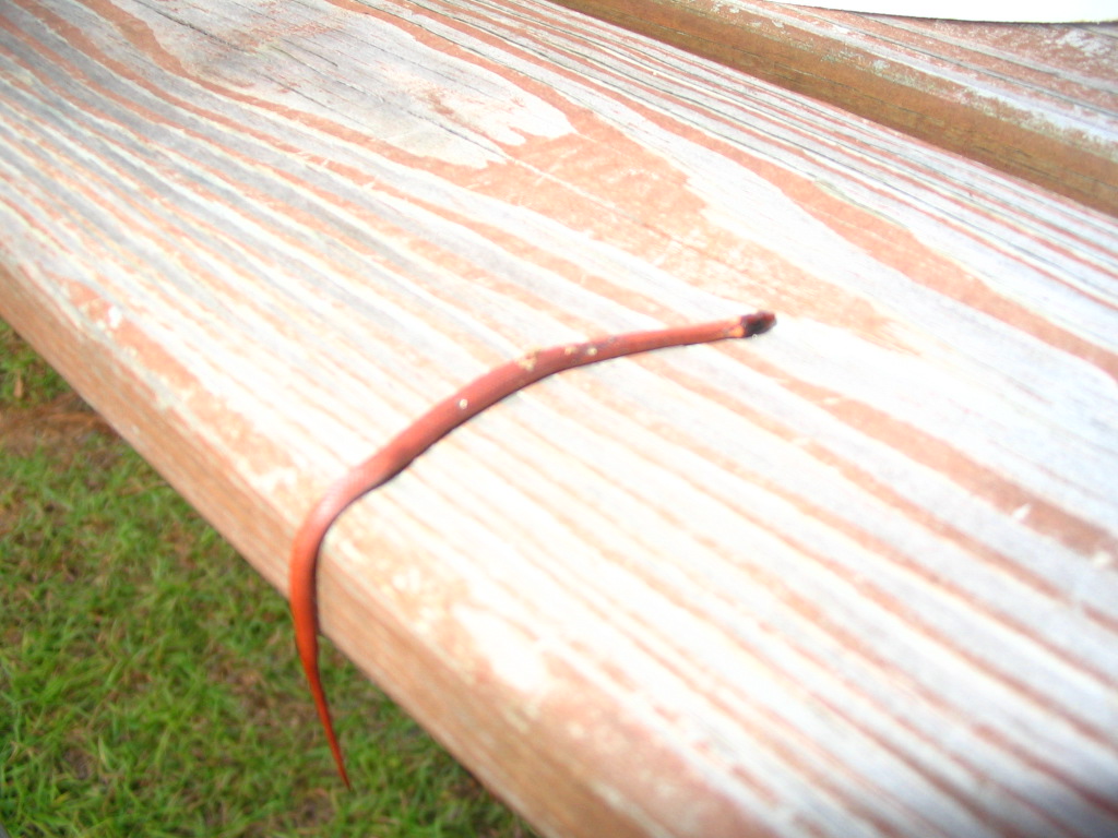 Rust Colored Ring around neck
