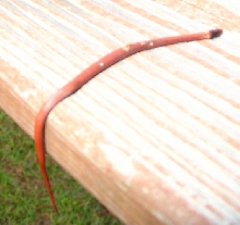 Rust Colored Ring around neck