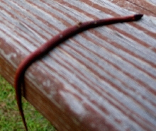 Rust Colored Ring around neck