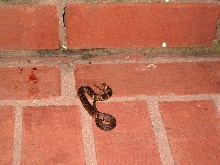 Anyone know what type of snake this is?