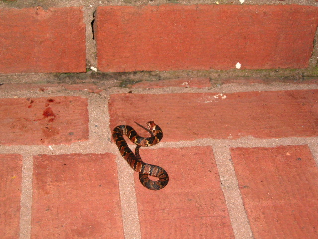 Anyone know what type of snake this is?
