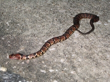 Anyone know what type of snake this is?