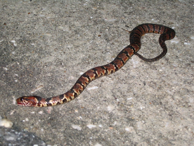 Anyone know what type of snake this is?