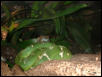 Tree Frog takes a rest