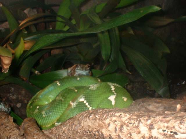Tree Frog takes a rest