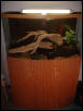 46 Gallon Bow Front Dart Frog tank