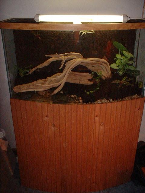46 Gallon Bow Front Dart Frog tank
