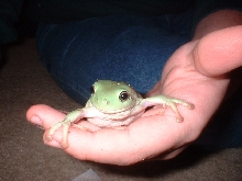 Male Whites Tree Frog