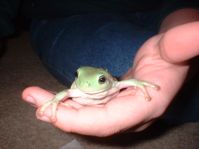 Male Whites Tree Frog