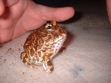 Horned Frog