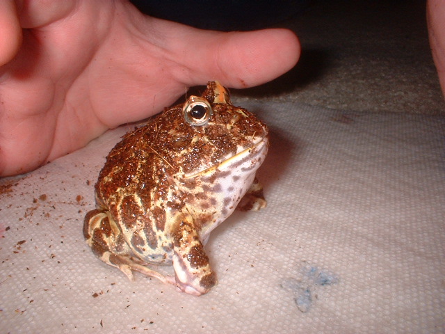 Horned Frog