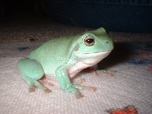 Blue Phased Whites Tree Frog