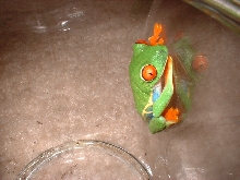 Red Eyed Tree Frog
