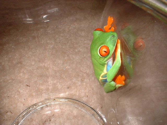 Red Eyed Tree Frog