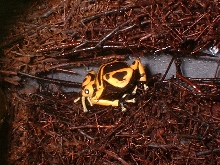 Hiding Leuc