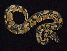 Cupcake, my ball python