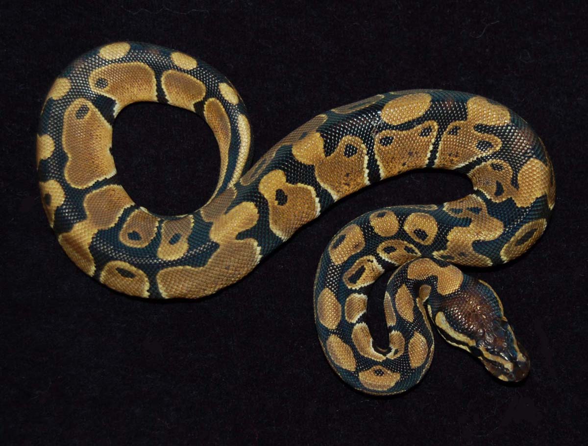 Cupcake, my ball python