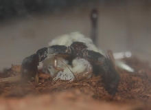 scorpion giving birth