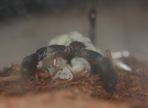 scorpion giving birth