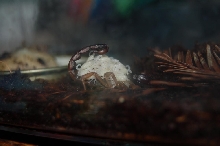 Scorpion with babies
