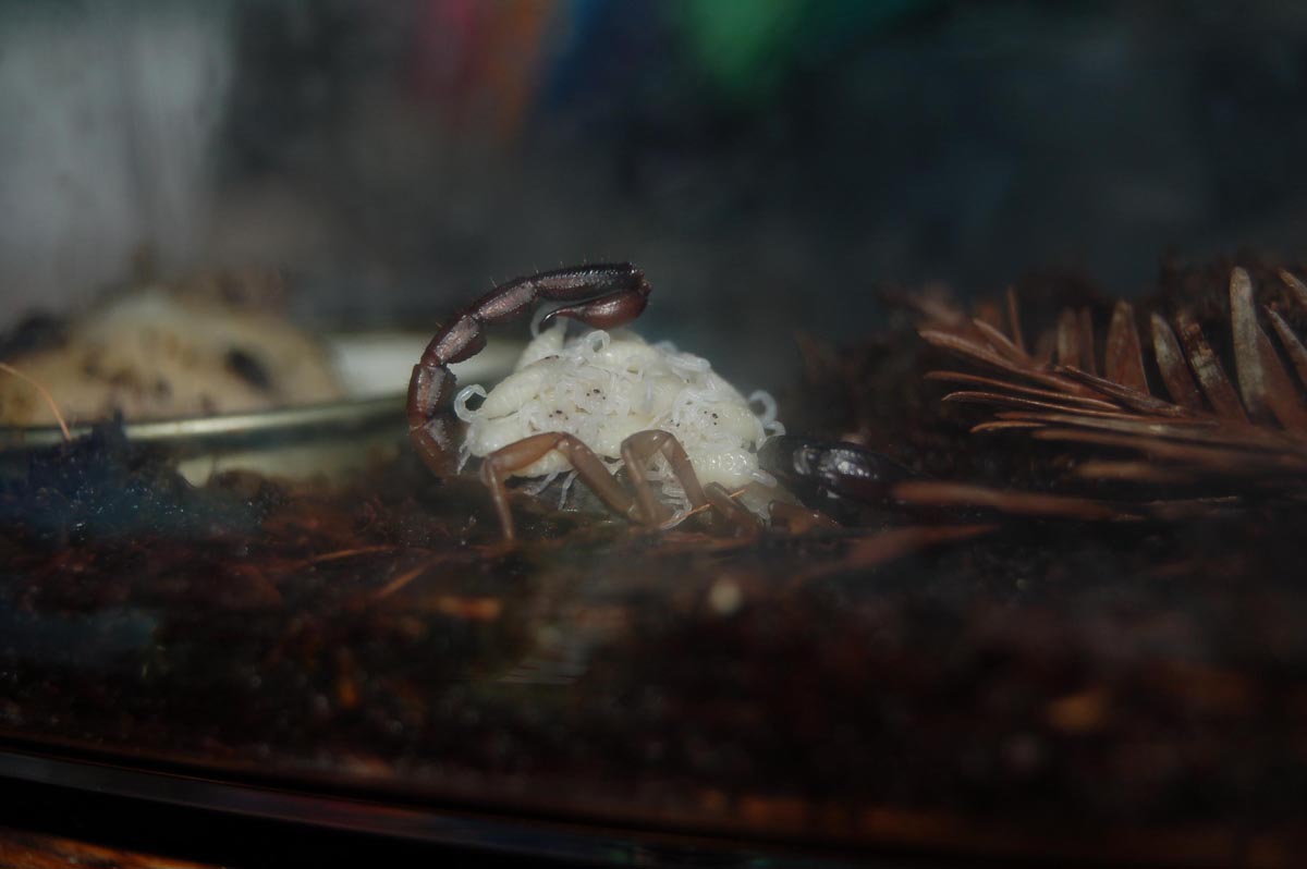 Scorpion with babies