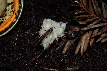 Scorpion with babies