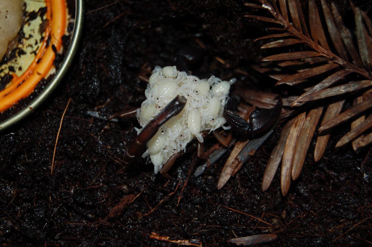 Scorpion with babies