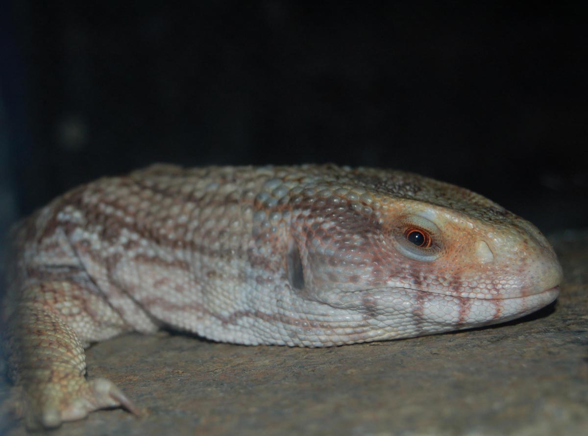 Kahuna