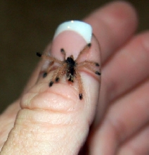 Pinktoe spiderling