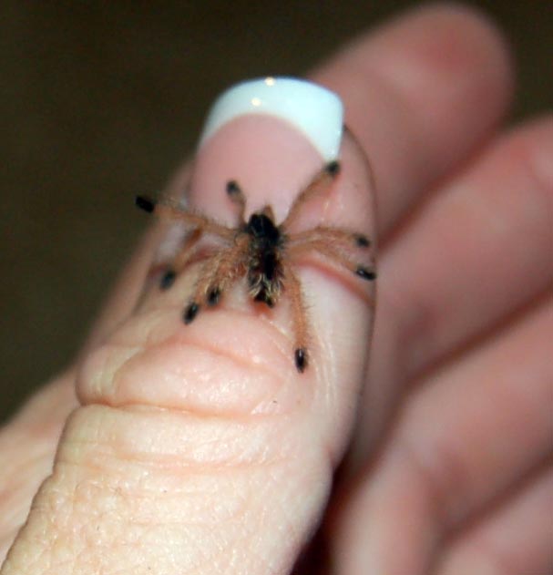 Pinktoe spiderling