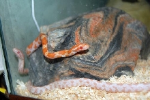 cornsnakes