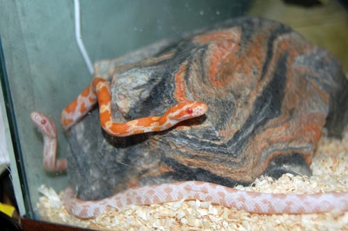 cornsnakes