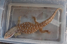 Kahuna bathing
