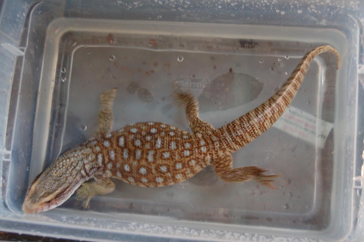 Kahuna bathing