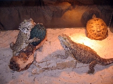 Bearded Dragon pair and Russian Tortoise