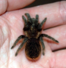 Curlyhair spiderling