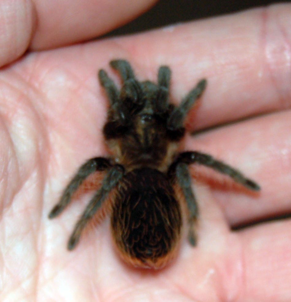 Curlyhair spiderling