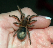 Chaco Golden Knees spiderling